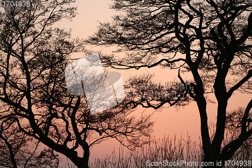 Image of branches morning