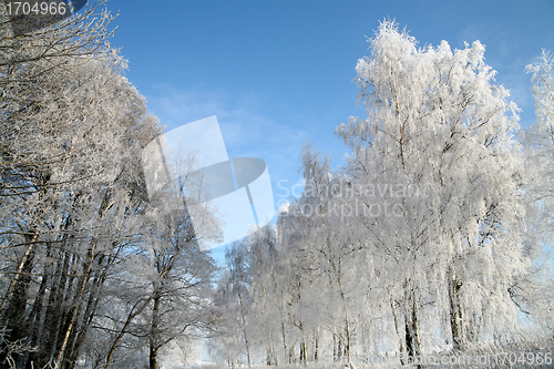 Image of winter in denmark