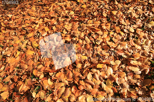 Image of Autumn forest 