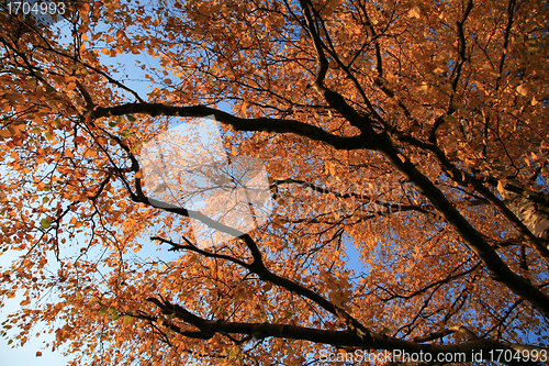 Image of Forest in denmark