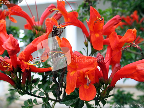 Image of Pomegranate tree flowers