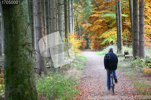 Image of Autumn forest