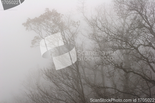 Image of trees and forest