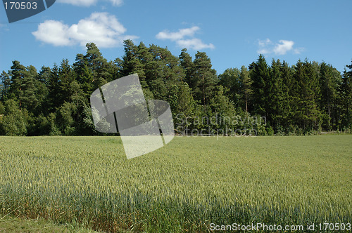 Image of cornfield