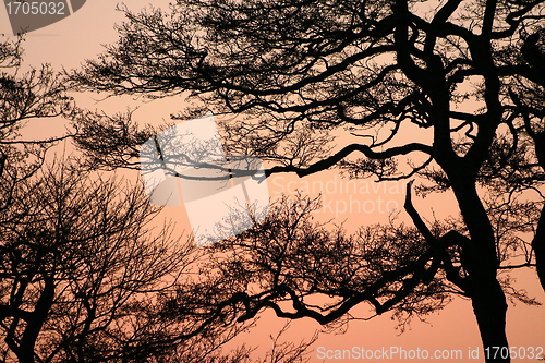 Image of branches morning