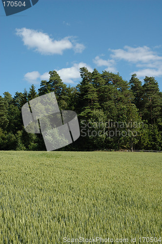 Image of cornfield