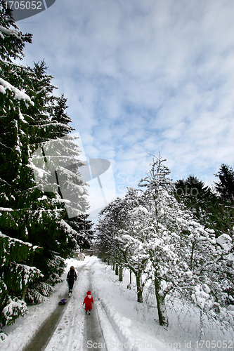 Image of christmas forest