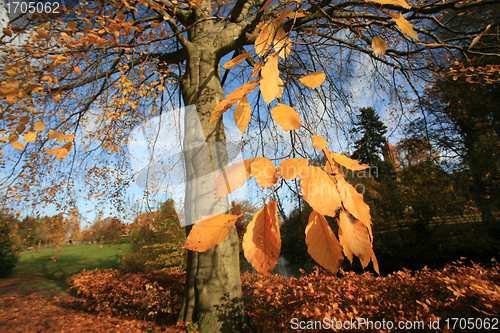 Image of Autumn forest