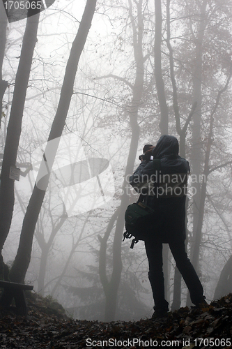 Image of trees and forest