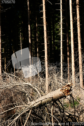 Image of trees and forest