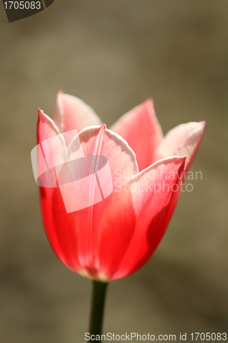 Image of Tulips
