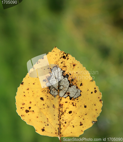 Image of  leaves