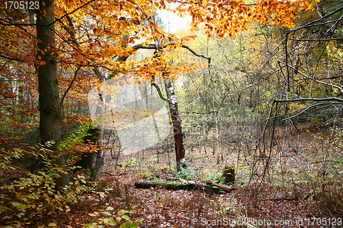 Image of Autumn forest