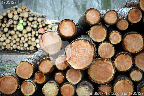 Image of tree trunk
