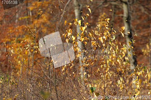 Image of Autumn forest