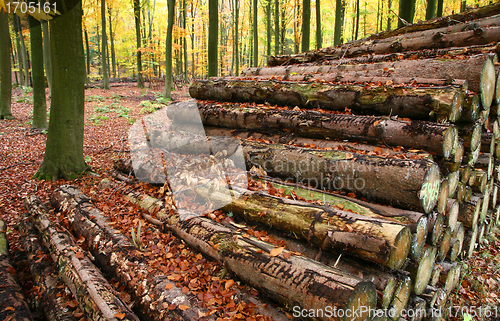 Image of Autumn forest