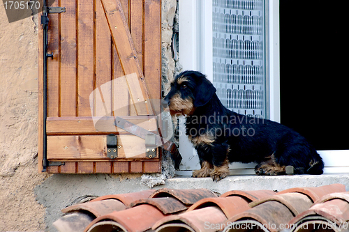 Image of dog