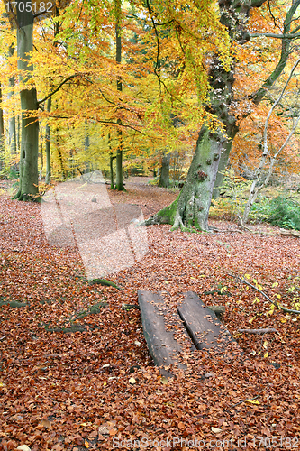 Image of autumn leaves