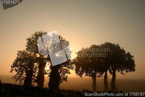 Image of branches morning