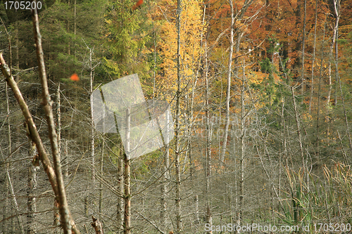 Image of Forest in denmark