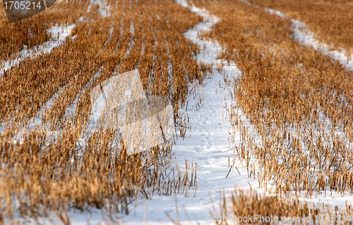 Image of snowy winter
