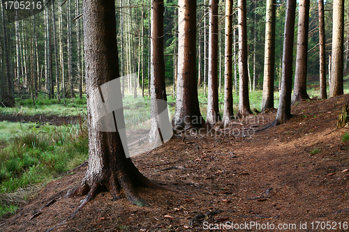 Image of trees and forest