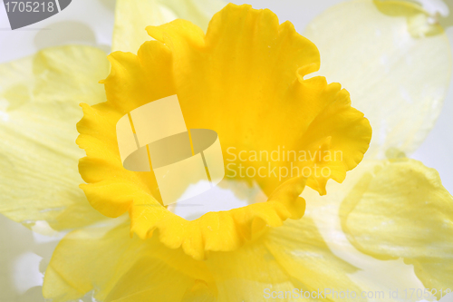 Image of Yellow lily closeup