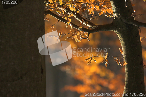 Image of danish landscape