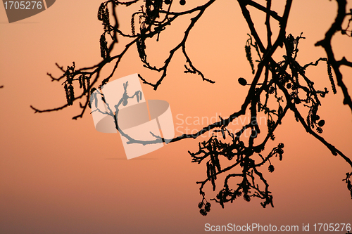 Image of branches morning