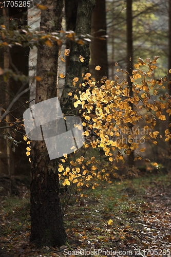 Image of Autumn forest