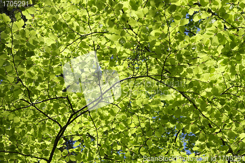 Image of Green leaves