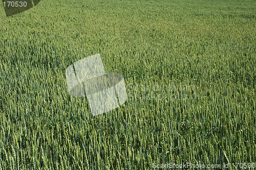 Image of cornfield