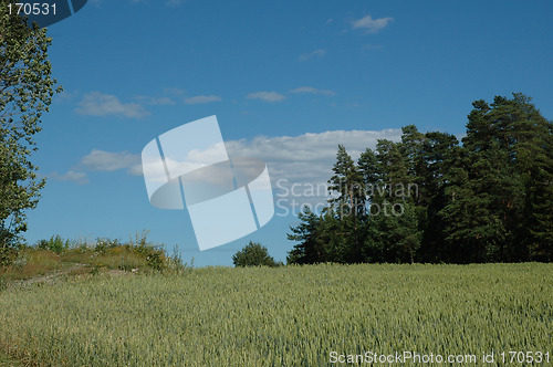 Image of cornfield