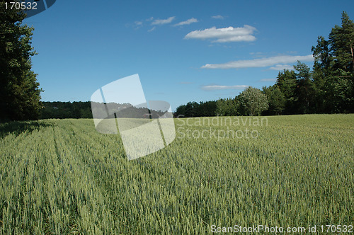 Image of cornfield