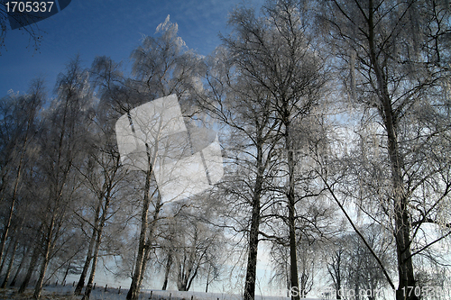 Image of winter in denmark