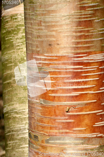 Image of branches