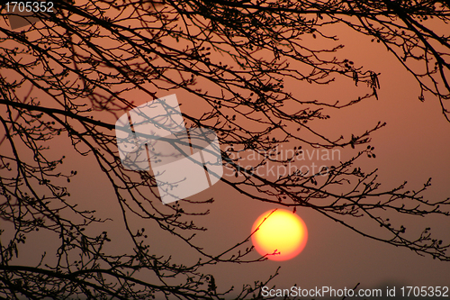 Image of branches morning