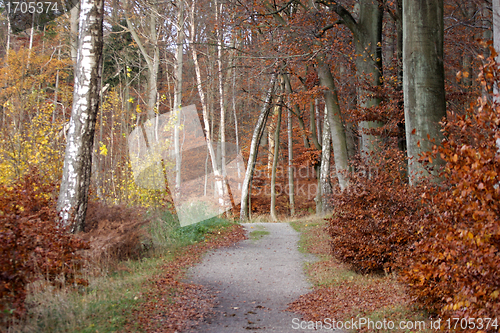 Image of Autumn forest