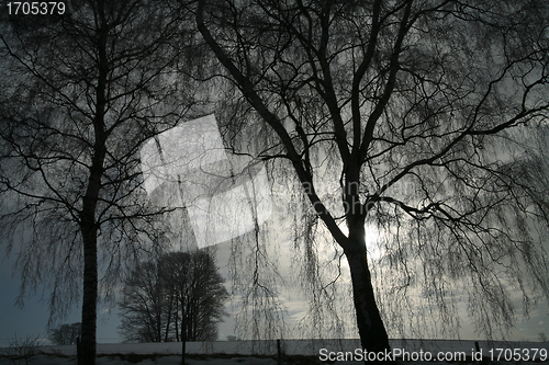 Image of winter trees