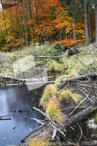 Image of Autumn forest