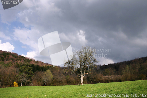 Image of trees and forest