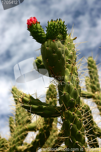 Image of Plants and flowers from corsica