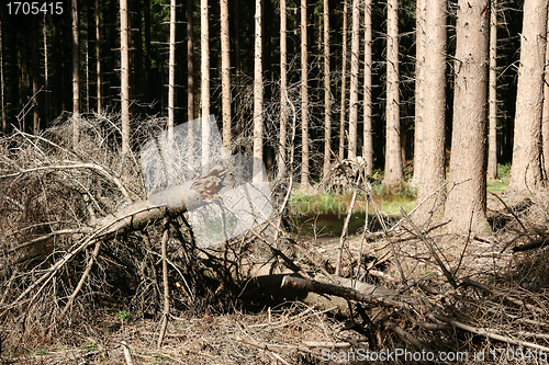 Image of trees and forest