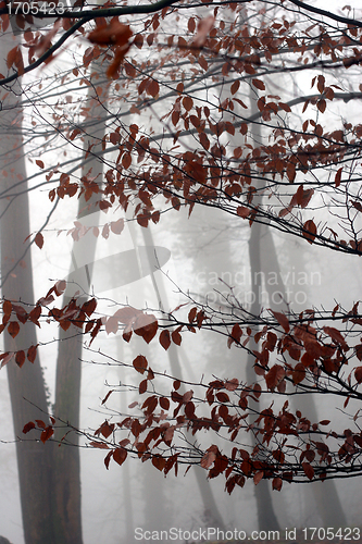 Image of trees and forest