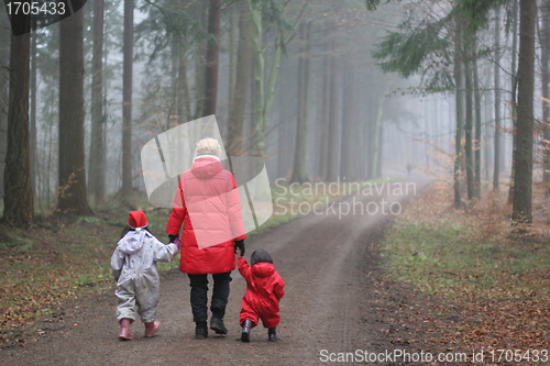 Image of christmas forest