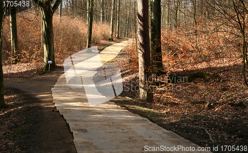 Image of colorul forest