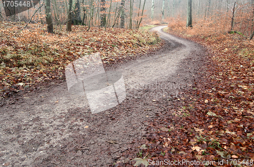 Image of forest