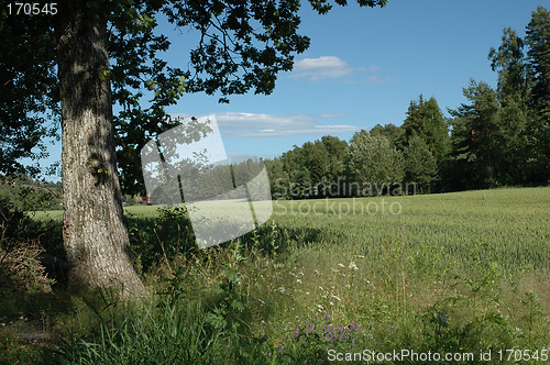 Image of cornfield and tree
