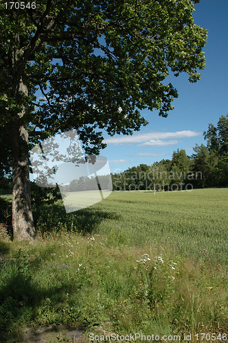 Image of cornfield and tree