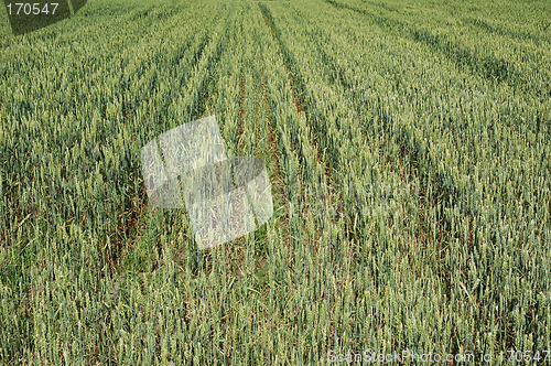 Image of cornfield